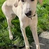Stelios der smarte und liebe junge Bub