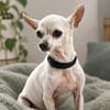 Blanca - Chihuahua Seniorin sucht
