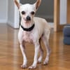 Blanca - Chihuahua Seniorin sucht