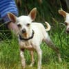 Blanca - Chihuahua Seniorin sucht