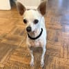 Blanca - Chihuahua Seniorin sucht