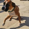 ❤Maggie  Boxer pur, Clown inklusive...