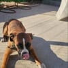 ❤Maggie  Boxer pur, Clown inklusive...