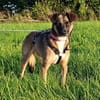 Unser zartes Hundeseelchen Sam sucht ein neues Zuhause