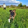 Unser zartes Hundeseelchen Sam sucht ein neues Zuhause