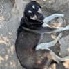 Süßer Socke sucht sehnsüchtig