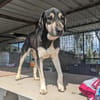 Süßer Socke sucht sehnsüchtig