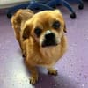 Kleiner Peki-Opa ❤ 🐾  WINNIE sucht ...
