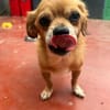 Kleiner Peki-Opa ❤ 🐾  WINNIE sucht ...