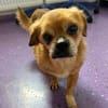 Kleiner Peki-Opa ❤ 🐾  WINNIE sucht ...