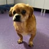 Kleiner Peki-Opa ❤ 🐾  WINNIE sucht ...