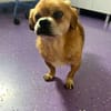 Kleiner Peki-Opa ❤ 🐾  WINNIE sucht ...