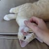 Sjimmie