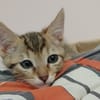 Suzu