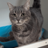 SWEETY A17486