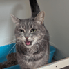 SWEETY A17486