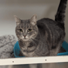 SWEETY A17486
