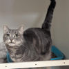 SWEETY A17486