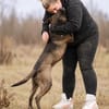 Easy -Toller Rüde auf der Suche nach seinem Perfect Match