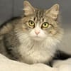 Daisy - unkomplizierte Traumkatze