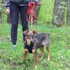 Lustige BETA sucht ein Zuhause
