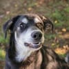 Wunderbarer Junghund Maverick sucht ein Zuhause