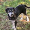 Wunderbarer Junghund Maverick sucht ein Zuhause