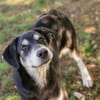 Wunderbarer Junghund Maverick sucht ein Zuhause
