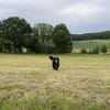 Strobel sucht erfahrenes Zuhause