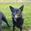 unsichere OTTILIE sucht ihre Menschen