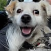 Cheddar sucht ein liebevolles Zuhause.