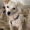 Cheddar sucht ein liebevolles Zuhause.