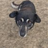 Nasti sucht ruhiges Zuhause