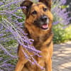 Lotti- Freundliche Schäfer-Mix-Hündin sucht ihre Menschen