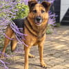 Lotti- Freundliche Schäfer-Mix-Hündin sucht ihre Menschen