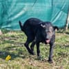 Wolf möchte sein Herz verschenken