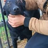 Wolf möchte sein Herz verschenken