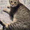 Safira sucht ihr für-immer-Zuhause