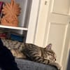 Safira sucht ihr für-immer-Zuhause