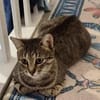 Safira sucht ihr für-immer-Zuhause