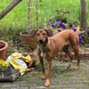 Mila möchte dein Herz erobern