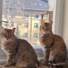 Zauberhaftes Katzen Duo Rysia und Kysia