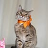 Zauberhaftes Katzen Duo Rysia und Kysia