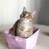 Zauberhaftes Katzen Duo Rysia und Kysia