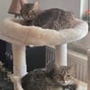 Zauberhaftes Katzen Duo Rysia und Kysia