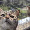 Zauberhaftes Katzen Duo Rysia und Kysia