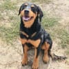 ❤ Clara  ein kleines Urlaubsopfer mit großem Herzen ❤
