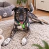 Cedric - wartet in 66359 Bous