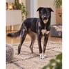 Cedric - wartet in 66359 Bous