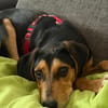 Bill sucht ein liebevolles Zuhause